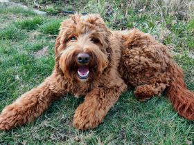Deckrüde, Australian Labradoodle, rot, medium, HD, ED, ECVO untersucht, mit Ahnentafel