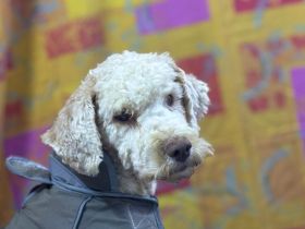 Bizzy sucht eine liebevolle Familie