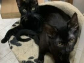 2 kleine Schätze ( Kater ) suchen ein liebevolles Zuhause in Wohnungshaltung mit vernetzten Balkon