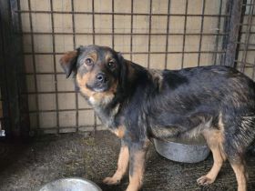 Hübsche Belli sucht geduldiges Zuhause