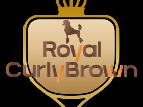 Royal Curly Brown