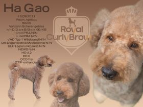 Deckrüde Großpudel mit ZTP