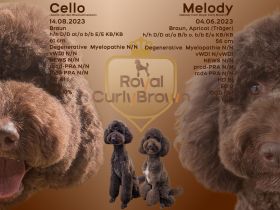 Wurfankündigung Großpudel