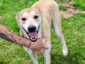 Sportlicher Hasi sucht Familienanschluss