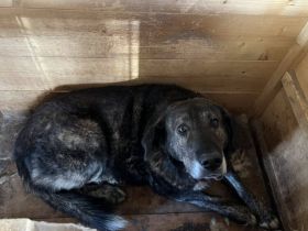 Stattlicher Rüde Vasco mit sanfter Seele