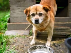 Schüchterner Pucki sucht ruhiges Zuhause