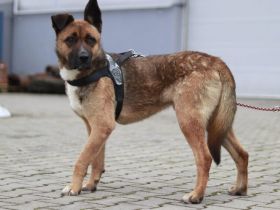 Schenkst du Branko ein neues Leben?