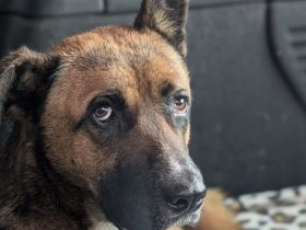 Schenkst du Branko ein neues Leben?