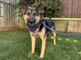 Traumhund Rick sucht seine Menschen