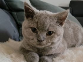 Britisch Kurzhaar Kater, 12.08.geboren ,gesund, Wohnungskatze