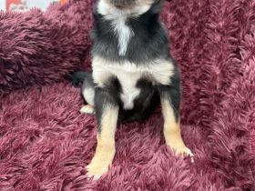 Bonny ein verschmuster Pinschermix