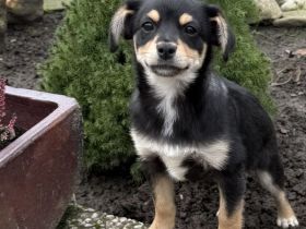 Bonny ein verschmuster Pinschermix