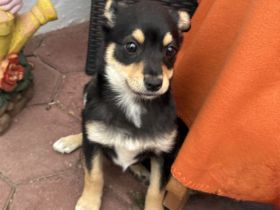 Bonny ein verschmuster Pinschermix