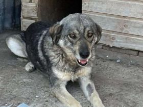 Gina sucht ihr Für-immer-Zuhause