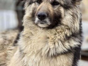 Blana sucht ihr Für-immer-Zuhause