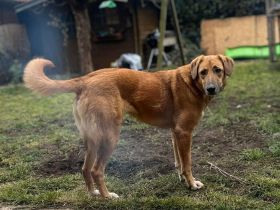 Rose auf Pflegestelle in 92318 Neumarkt sucht ihr Für-immer-Zuhause