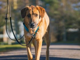 Rose auf Pflegestelle in 92318 Neumarkt sucht ihr Für-immer-Zuhause