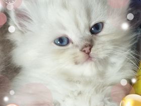 [ZÜCHTER] BLH und BKH Kitten Kätzchen mit Stammbaum