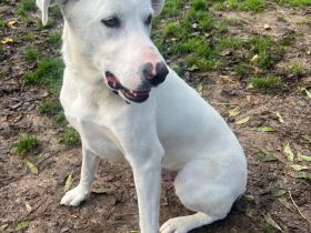 Rüde Aramis / kastriert / in 40882 Ratingen / NRW