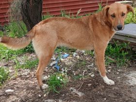 Hündin Cookie / kastriert / in 29969 Budjadingen / Niedersachsen