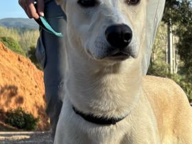 Tanjo sucht eine Familie!