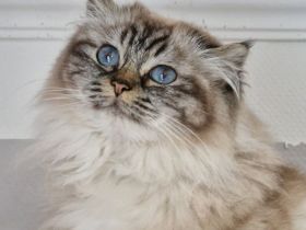 Heilige Birma Katze mit Stammbaum