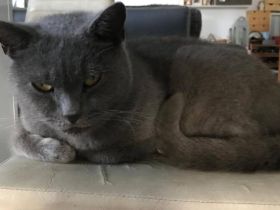 Sanfer Gefährte Danny Blue