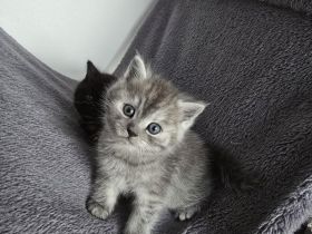 BKH-Mix Kater Kitten