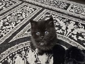 BKH-Mix Kater Kitten