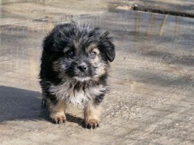 Gromit, ein süsser kleiner Kerl, 4 Monate alt, möchte vor dem kalten Winter adoptiert werden