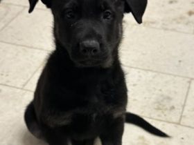 Osteuropäischer Schäferhund Welpe (Rüde)