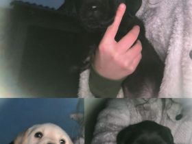 Zuckersüße Labradorwelpen