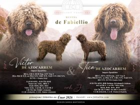 Spanischer Wasserhund - Perro de Agua Epsañol - (FCI|ČMKU)