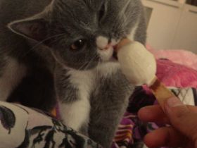 Bıcolor Britisch Kurzhaar Katze+ elektrischer Katzenklo+Kratzbaum