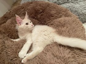 Maine Coon Kitten mit Stambaum