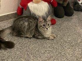 Maine Coon Kitten mit Stambaum bitte Anzeige komplett lesen