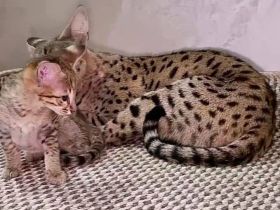 Savannah Kätzchen[Kater und Katze]