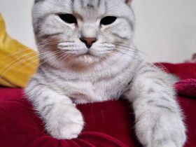 Bkh Winston Churchill abzugeben