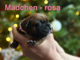 Bordeauxdoggen/Old Englisch