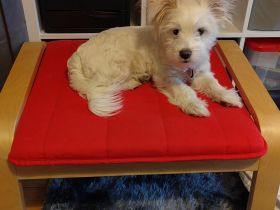 Chihuahua terrier Mix