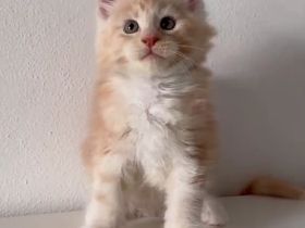 Supergesunde Maine Coon-Kätzchen