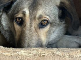 Liebevolles Zuhause für schüchterne Lavinia