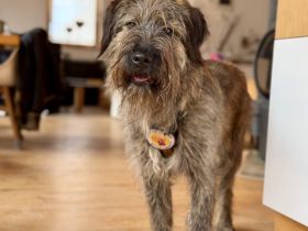 Liebenswerter Zottel Mushu sucht Zuhause