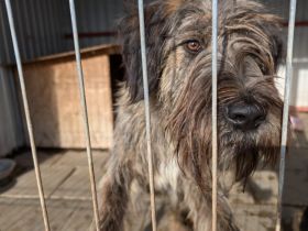 Liebenswerter Zottel Mushu sucht Zuhause