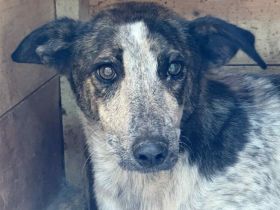 Schutzzone für schüchterne Velia gesucht