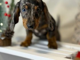 Wunderschöne Zwergdackel Dackel Welpen