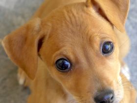 Tess 5 und Aero, Mischlinge