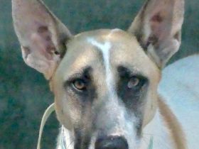 Solo 2, männlicher Schäferhund-Mix