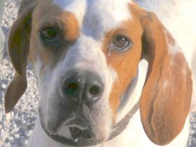 Priya, weiblicher Englischer Pointer-Mix