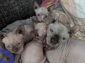 Sphynx-Kätzchen zu verkaufen